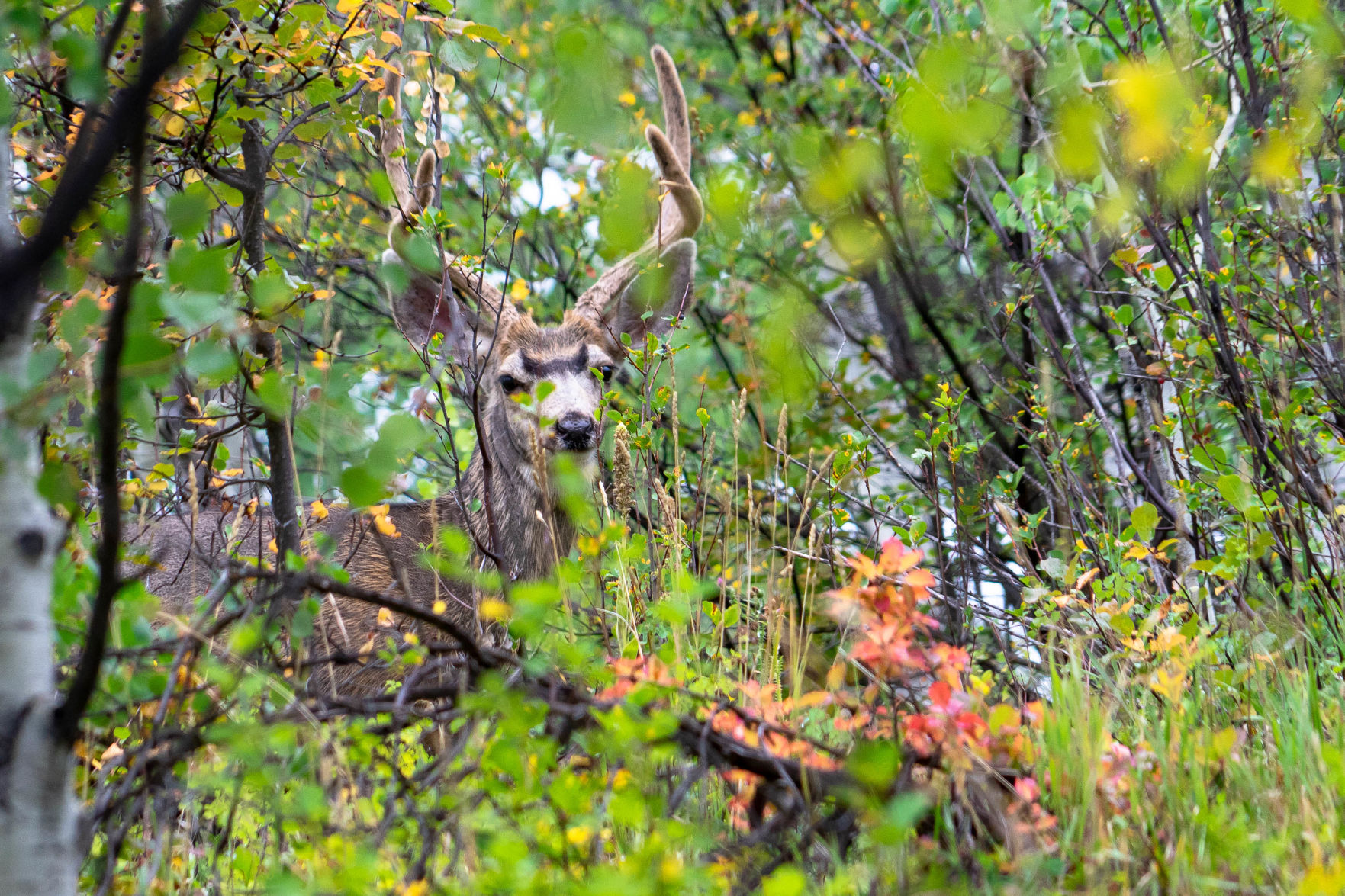 Hiding in plain site